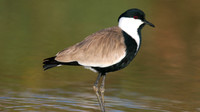 Spur Winged Plover, Spiro's Pools, Larnaca April 2015