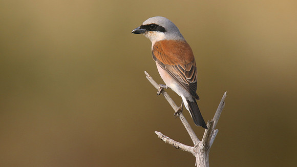 Red-backed Shrike, Larnaca Salt Lake, April 2015
