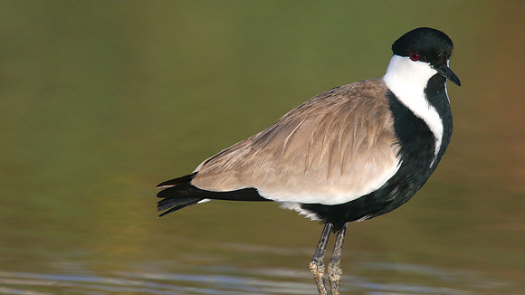 Spur Winged Plover, Spiro's Pools, Larnaca April 2015