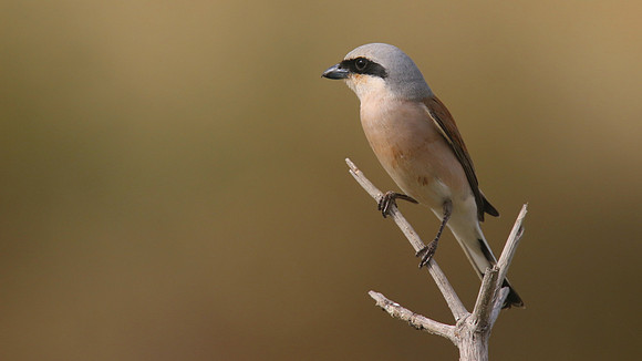 Red-backed Shrike, Larnaca Salt Lake, April 2015