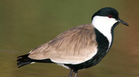 Spur Winged Plover, Spiro's Pools, Larnaca April 2015