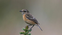 Stonechat, Crabtree Hill, May 2015