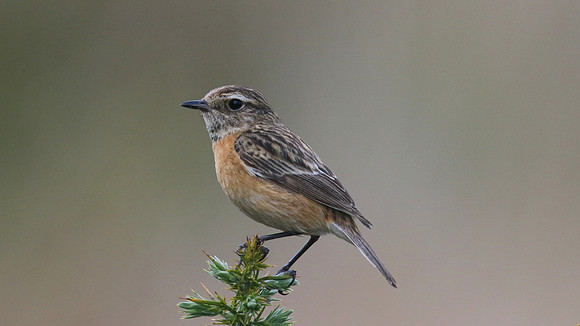 Stonechat, Crabtree Hill, May 2015