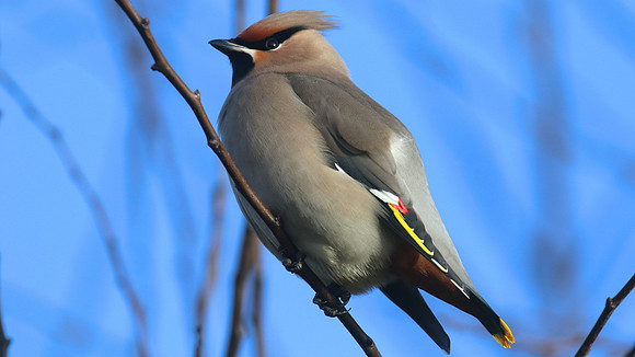 Waxwing, South Shield, February 2015