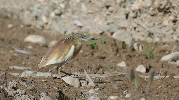 Squacco Heron, Agia Varvara, Cyprus, April 2015