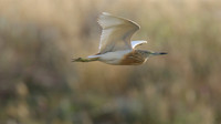 Squacco Heron, Kiti Dam, Cyprus, April 2015