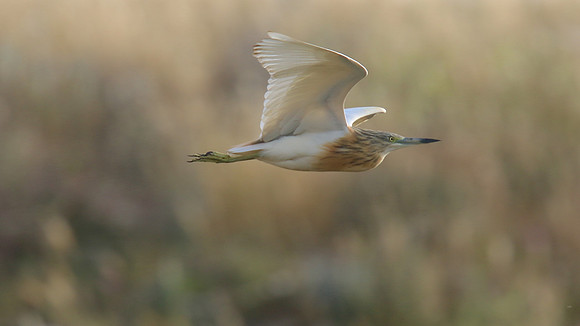 Squacco Heron, Kiti Dam, Cyprus, April 2015