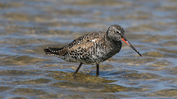 Spotted Redshank, Lady's Mile, April 2015.