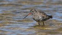 Spotted Redshank, Lady's Mile, April 2015