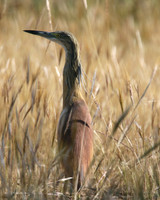Squacco Heron, Kiti Dam, Cyprus, April 2015