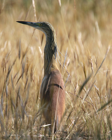 Squacco Heron, Kiti Dam, Cyprus, April 2015