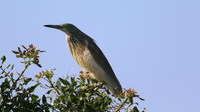 Squacco Heron, Kiti Dam, Cyprus, April 2015