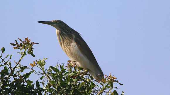 Squacco Heron, Kiti Dam, Cyprus, April 2015