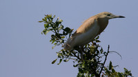 Squacco Heron, Kiti Dam, Cyprus, April 2015