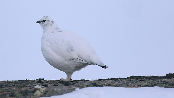 Ptarmigan, Cairngorms, Feb 2015