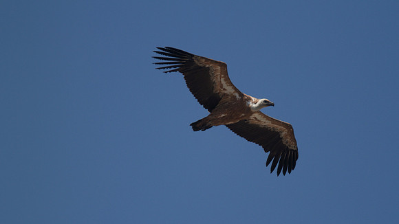 Griffon Vulture (rare breeder on Cyprus) Kensington Cliffs 2014