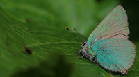 Green Hairstreak, Cotley Hill, May 2015.