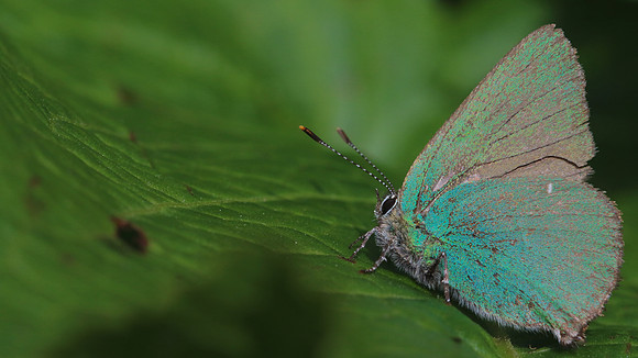 Green Hairstreak, Cotley Hill, May 2015.