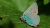 Green Hairstreak, Cotley Hill, May 2015