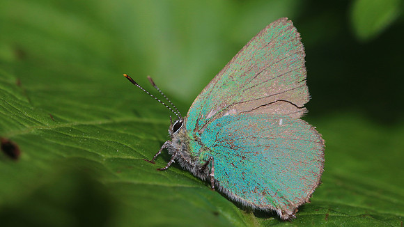 Green Hairstreak, Cotley Hill, May 2015