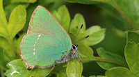Green Hairstreak, Cotley Hill, May 2015