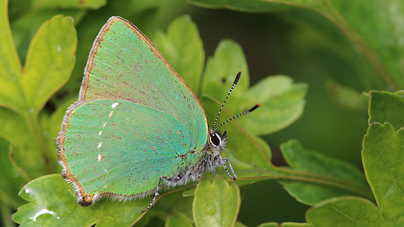 Green Hairstreak, Cotley Hill, May 2015