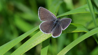 Small Blue, Cotley Hill, May 2015.