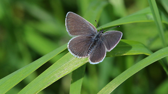 Small Blue, Cotley Hill, May 2015.