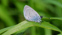 Small Blue, Cotley Hill, May 2015