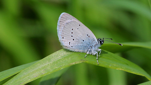 Small Blue, Cotley Hill, May 2015