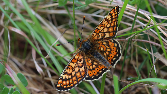 Marsh Fritillary, Cotley Hill, May 2015