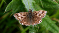 Dingy Skipper