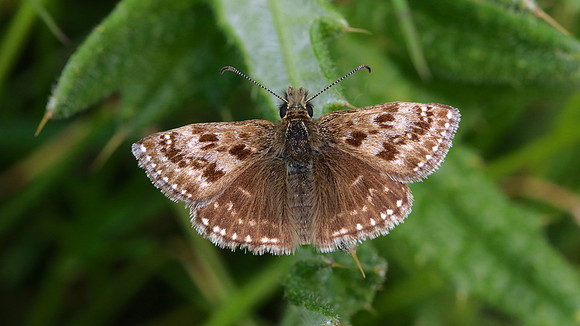 Dingy Skipper, Cotley Hill, May 2015.