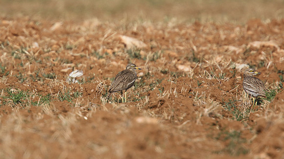 Stone Curlew, Larnaca, April 2015.
