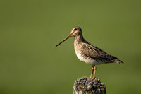 Common Snipe, Blondus,  Iceland, June 2022.
