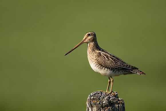 Common Snipe, Blondus,  Iceland, June 2022.