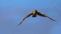 Short-eared Owl, Hawling, January 2015
