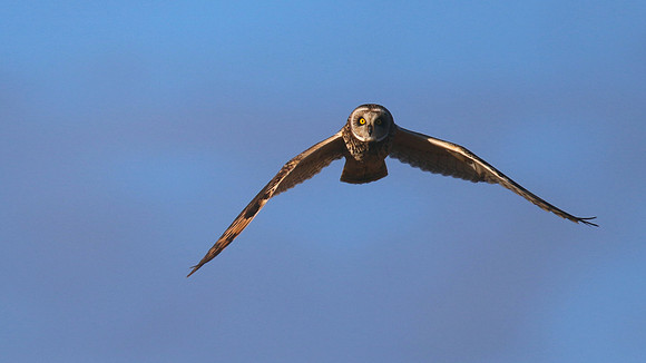 Short-eared Owl, Hawling, January 2015