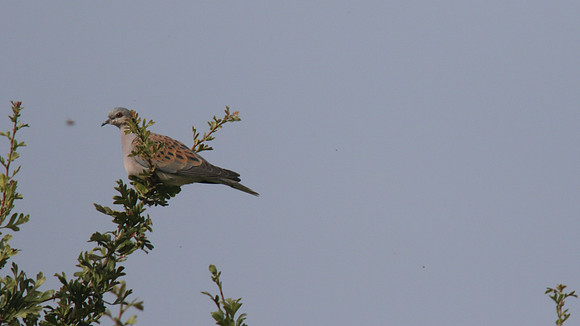 Turtle Dove, Larnaca, April 2015