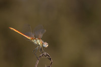 Red-veined Darter, (male) Cape Greco, Cyprus, July 2024