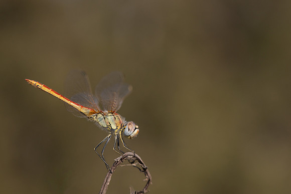 Red-veined Darter, (male) Cape Greco, Cyprus, July 2024