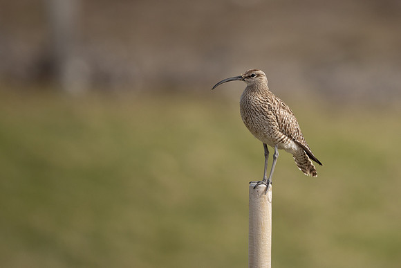 Whimbrel, Sandgeroi, Iceland, May 2022