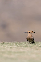 Hoopoe, Jandia Golf Course, Fuertventura, August 2025