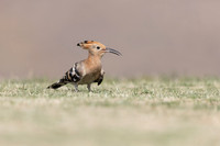 Hoopoe, Jandia Golf Course, Fuertventura, August 2025