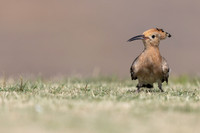 Hoopoe, Jandia Golf Course, Fuertventura, August 2025