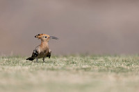 Hoopoe, Jandia Golf Course, Fuertventura, August 2025