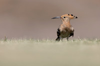 Hoopoe, Jandia Golf Course, Fuertventura, August 2025