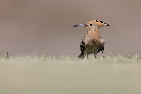 Hoopoe, Jandia Golf Course, Fuertventura, August 2025