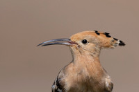 Hoopoe, Jandia Golf Course, Fuertventura, August 2025