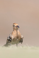 Hoopoe, Jandia Golf Course, Fuertventura, August 2025